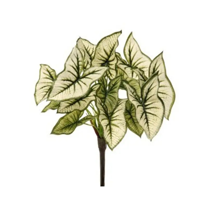 Planta Syngonium