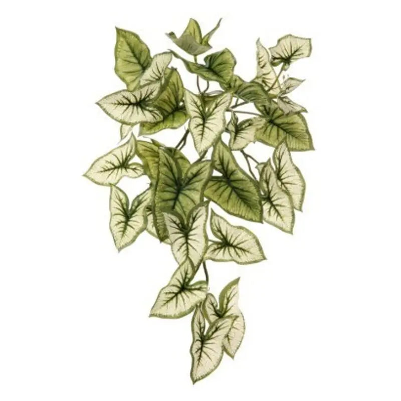 Planta Syngonium