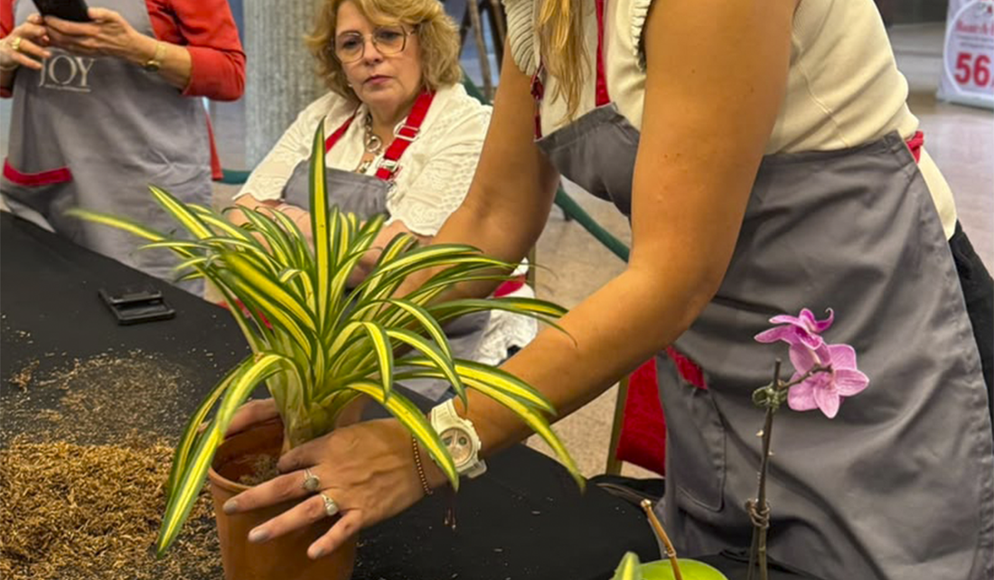 Curso básico cuidado de Bromelias : ¿Cómo Cuidar Bromelias sin Morir en el Intento?