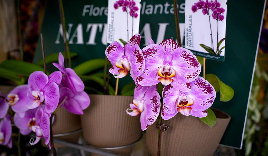 Cómo Hacer que una Orquídea Vuelva a Florecer: Trucos y Abono Diario