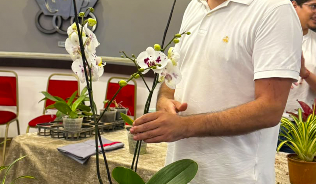 Guía de Orquídeas para Principiantes: El Secreto de sus Raíces y Anatomía