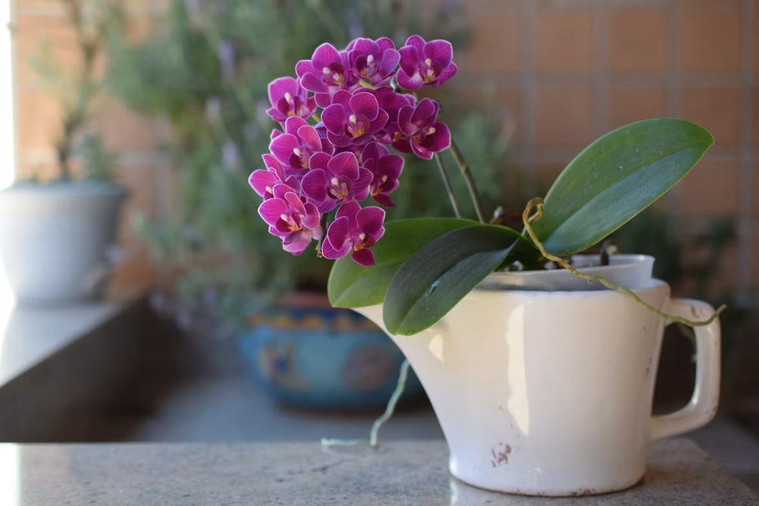 Curso básico de cultivo de orquídeas : ¿Cómo Cuidar Orquídeas sin Morir en el Intento?
