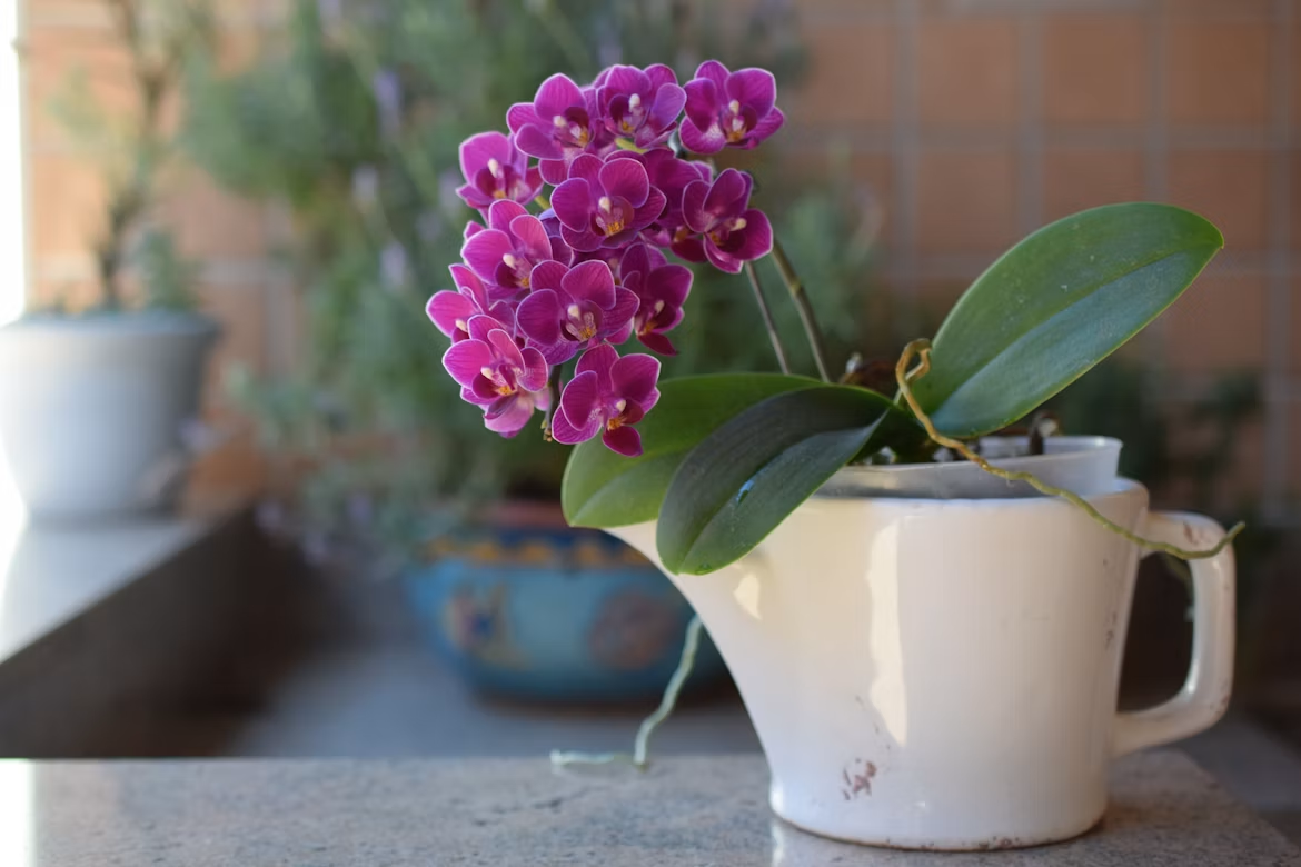 Curso básico de cultivo de orquídeas : ¿Cómo Cuidar Orquídeas sin Morir en el Intento?