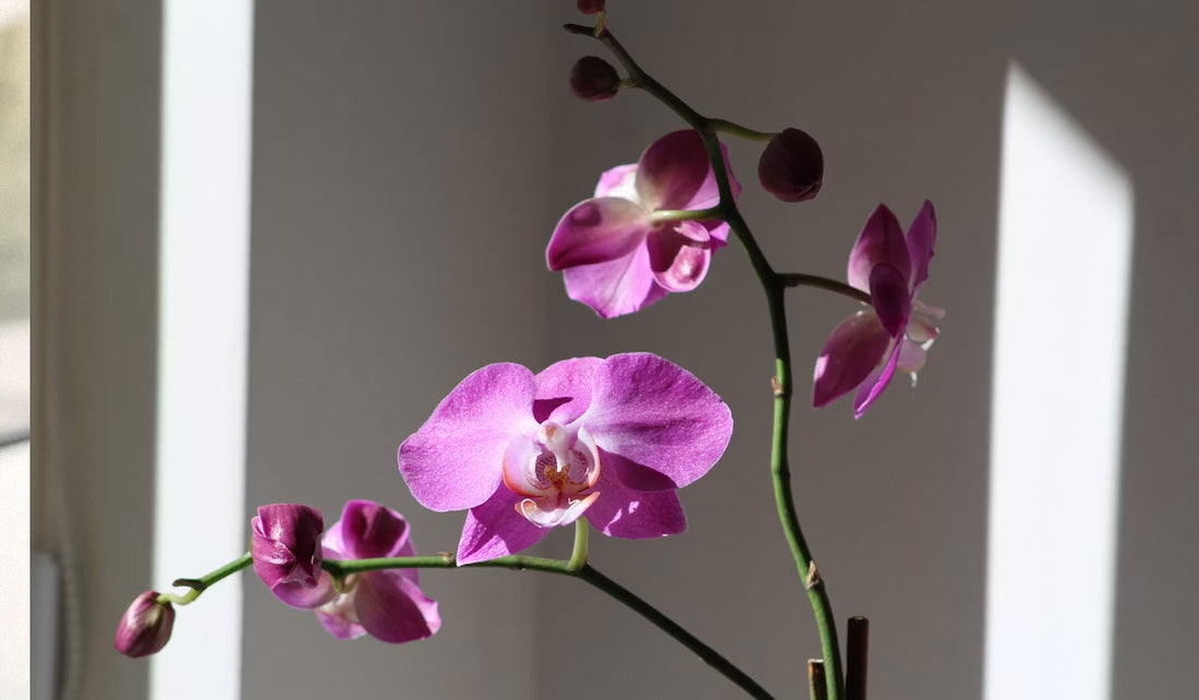 Los 4 Pilares para Cuidar Orquídeas en Casa: Luz, Riego y Humedad