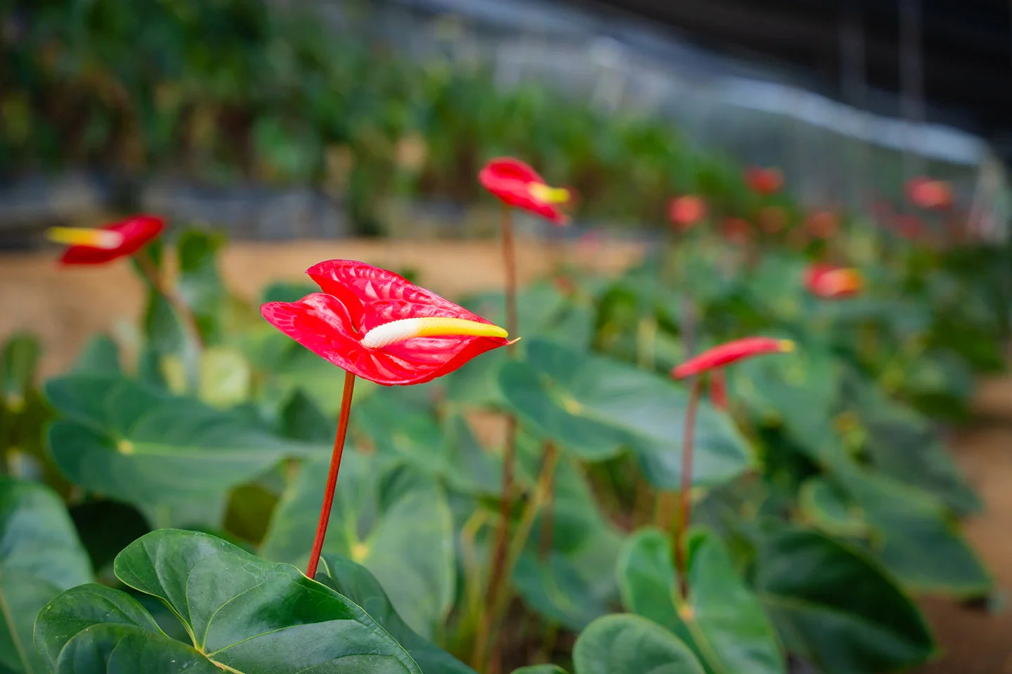 Flore y plantas naturales