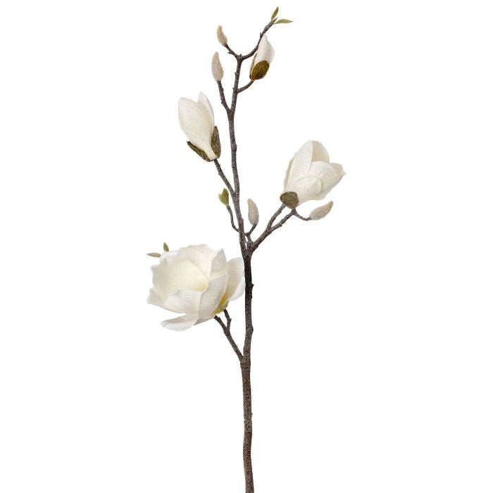 Magnolia