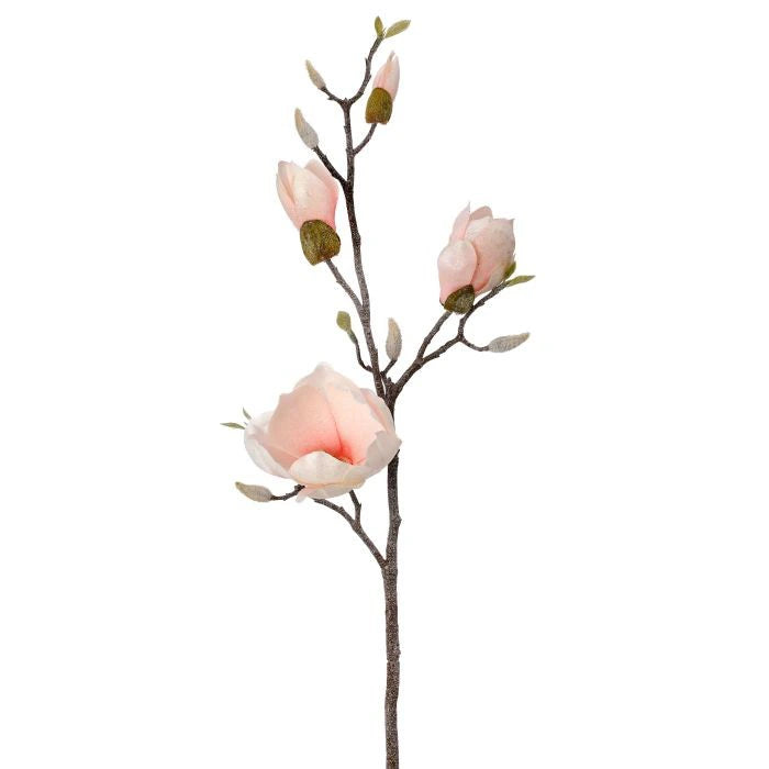 Magnolia