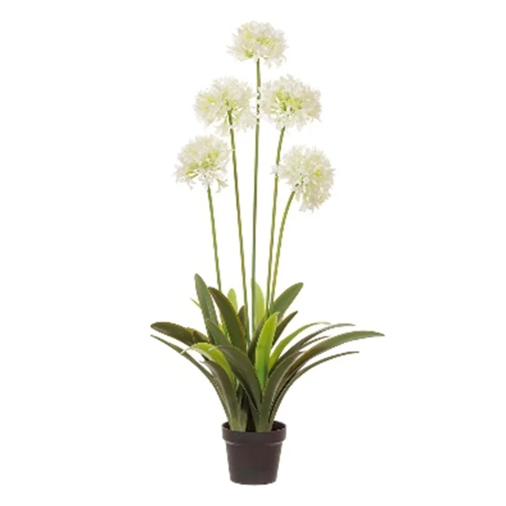 Agapanthus  En Maceta