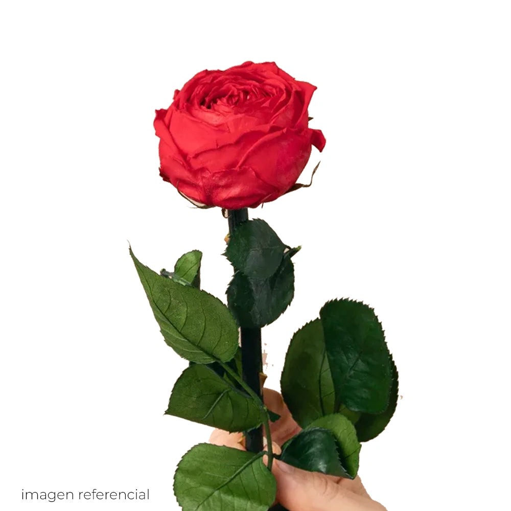 Rosa Roja Natural — Flor Cortada Color Rojo
