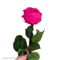 Rosa Fucsia Natural — Flor Cortada Color Fucsia