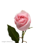 Rosa Rosada Natural — Flor Cortada Color Rosado