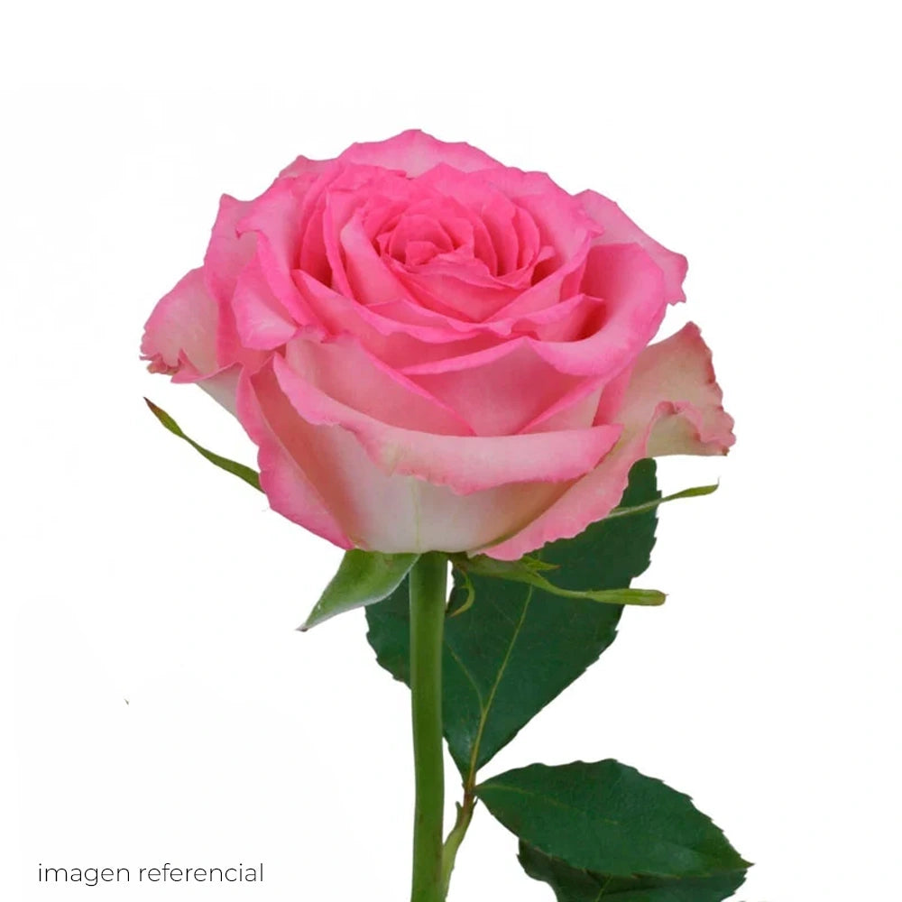 Rosa Rosada Natural — Flor Cortada Color Rosado