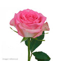 Rosa Rosada Natural — Flor Cortada Color Rosado