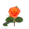 Rosa Anaranjada Natural — Flor Cortada Color Naranja