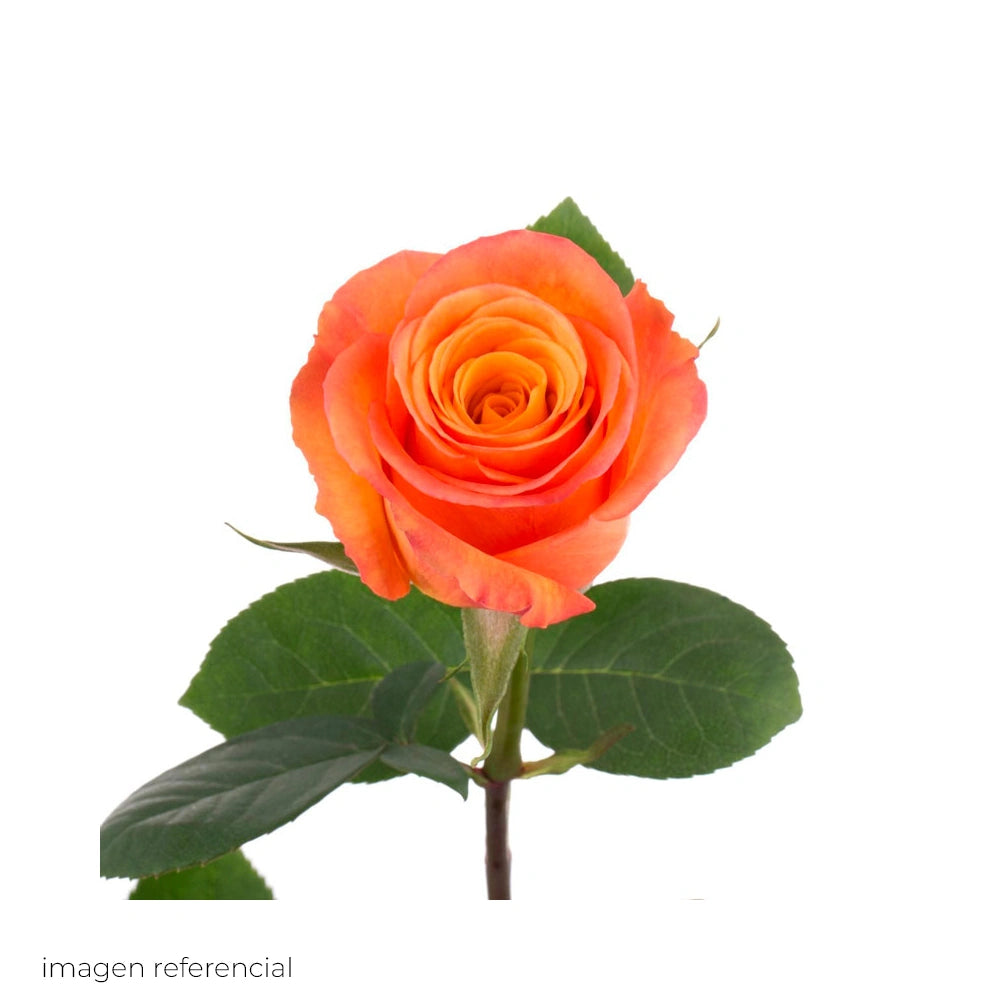Rosa Anaranjada Natural — Flor Cortada Color Naranja
