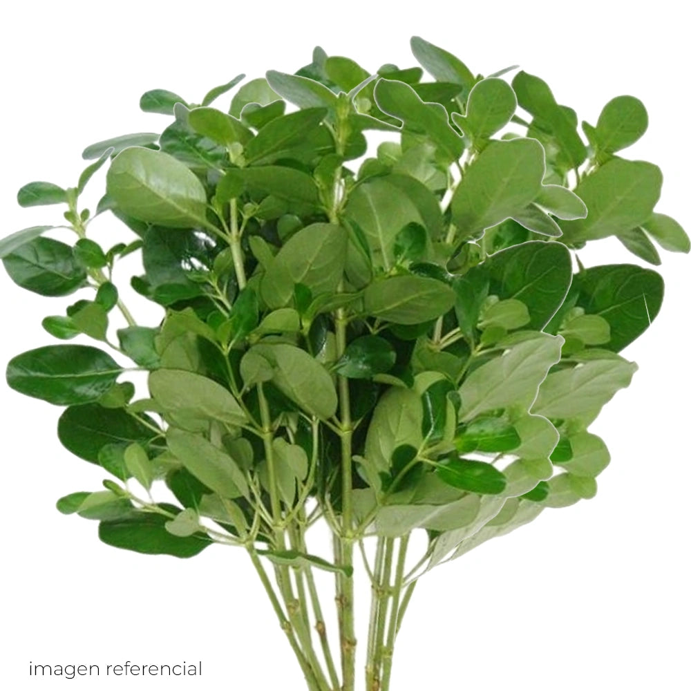 Brillantina Natural Verde - Manojo completo