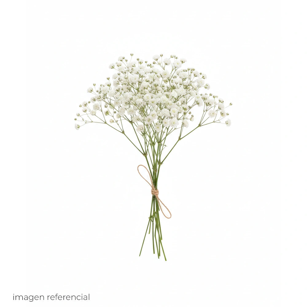 Gypso Blanco Natural 1/4 Manojo