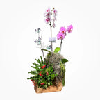 Arreglo Garden Orchid Arreglo con Base de Madera - Arreglo con Orquideas