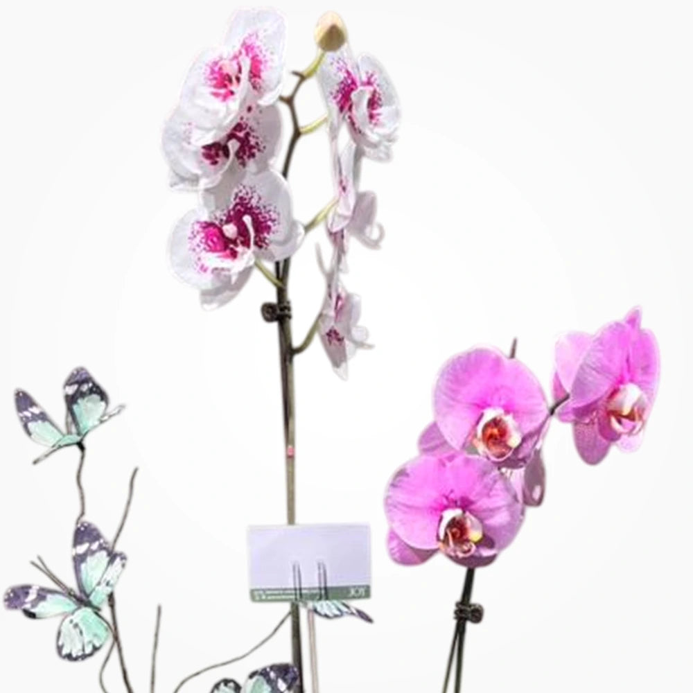 Arreglo Garden Orchid Arreglo con Base de Madera - Arreglo con Orquideas