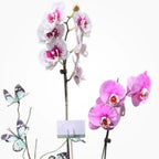 Arreglo Garden Orchid Arreglo con Base de Madera - Arreglo con Orquideas