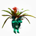 Bromelia Guzmania