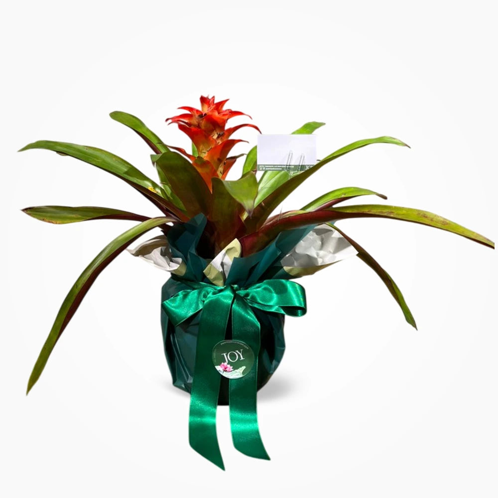 Bromelia Guzmania