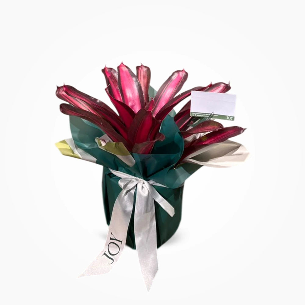 Bromelia simple