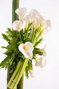 Buquet de Agua (Calas y Uña de Danta)