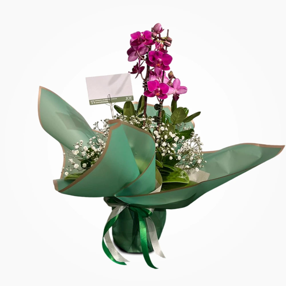 Orquídea Phalaenopsis Small