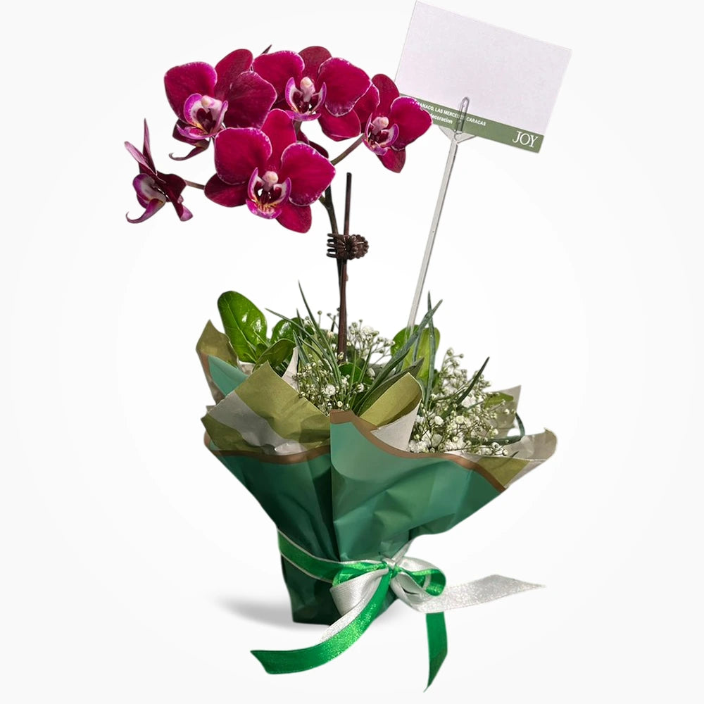 Orquídea Phalaenopsis Medium