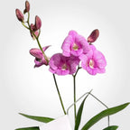 Dendrobium | Arreglo de Orquídea Natural