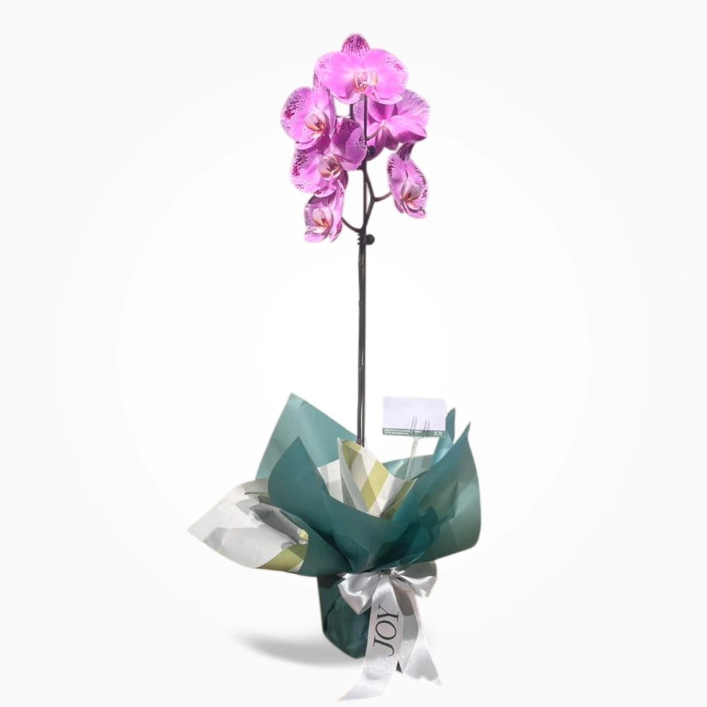 Orquídea Phalaenopsis Large