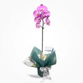 Orquídea Phalaenopsis Large