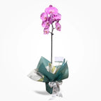Orquídea Phalaenopsis Large