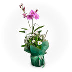 Dendrobium | Arreglo de Orquídea Natural