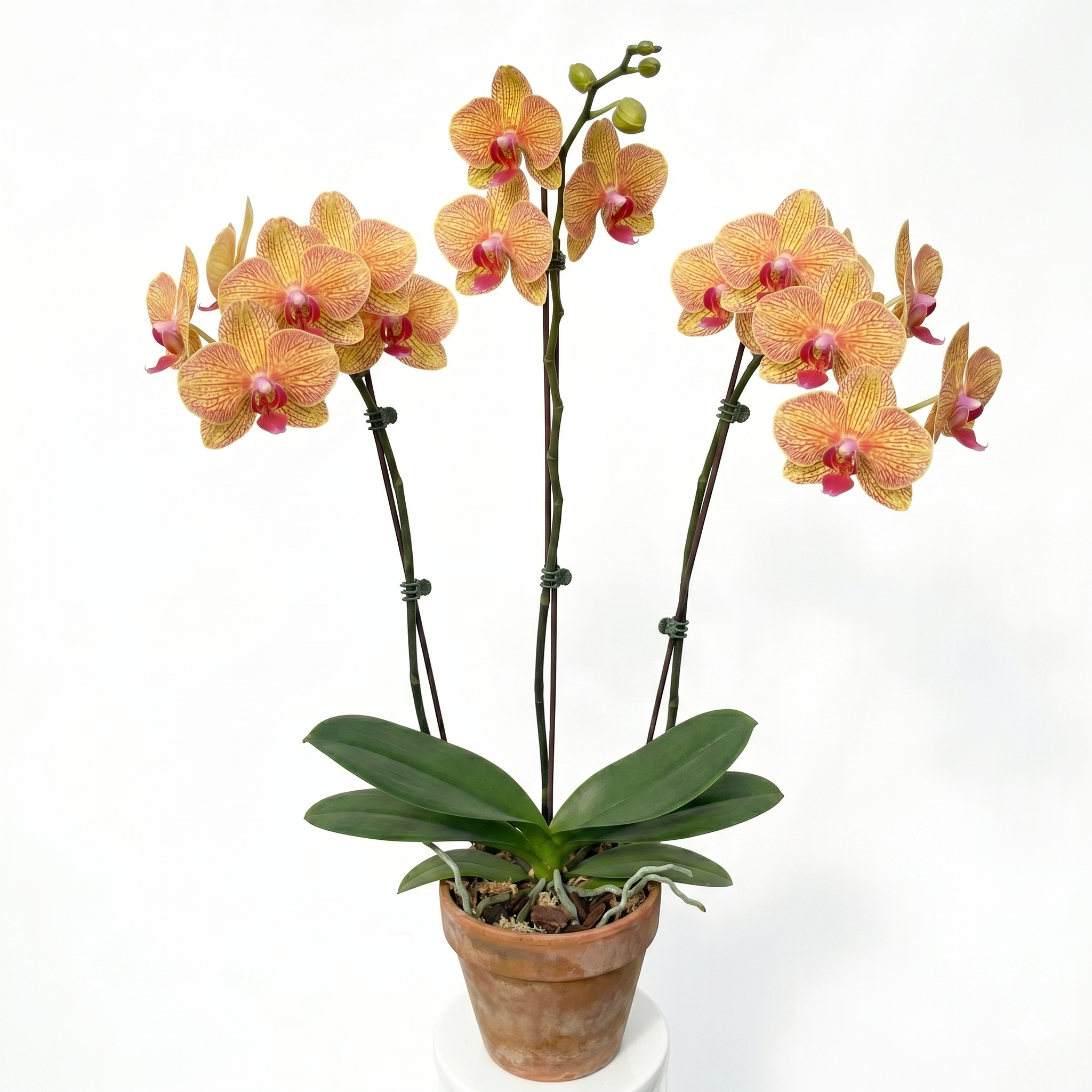 Orquídea Phalaenopsis Natural Amarilla Naranja 20cm