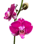Orquídea Phalaenopsis Natural Fucsia 20cm