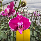 Orquídea Phalaenopsis Natural Fucsia 20cm