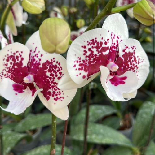 Orquídea Phalaenopsis Blanca con Centro Fucsia