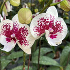 Orquídea Phalaenopsis Blanca con Centro Fucsia
