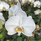Orquídea Natural Phalaenopsis Blanca con Centro Amarillo