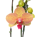 Orquídea Phalaenopsis Natural Amarilla Naranja 20cm