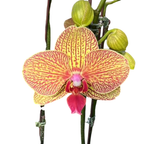 Orquídea Phalaenopsis Natural Amarilla Naranja 20cm