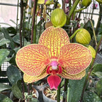 Orquídea Phalaenopsis Natural Amarilla Naranja 20cm