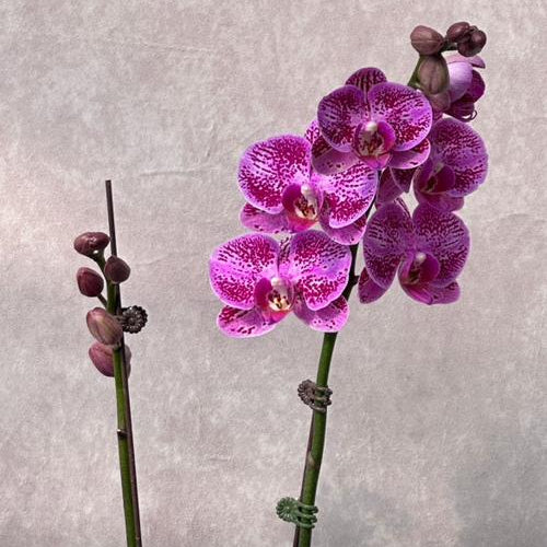 Orquídea Phalaenopsis Natural Purpura 20cm