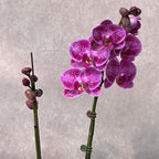 Orquídea Phalaenopsis Natural Purpura 20cm