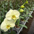 Orquídea Phalaenopsis Natural Verde Claro 20cm