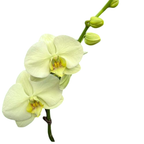 Orquídea Phalaenopsis Natural Verde Claro 20cm