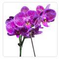 Orquídea Phalaenopsis Natural Purpura 20cm