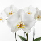 Orquídea Phalaenopsis blanca con fondo blanco